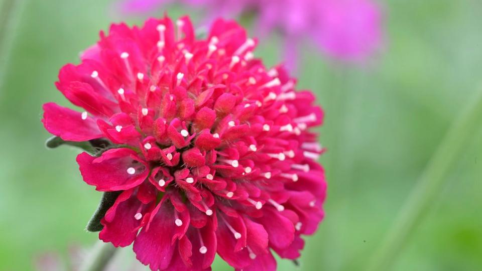 Red_pin_cushion_flower