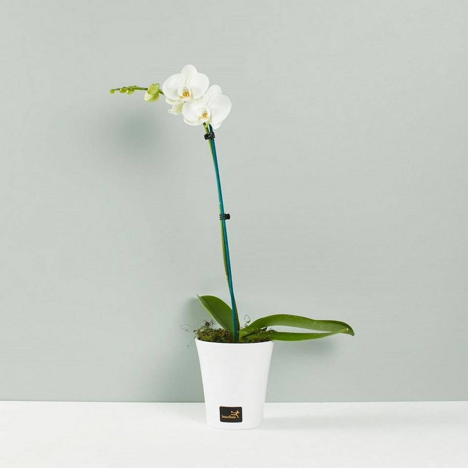 Image 1 of 1 of Phalaenopsis Plant