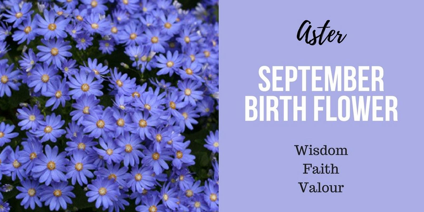 September-birth-flowerff