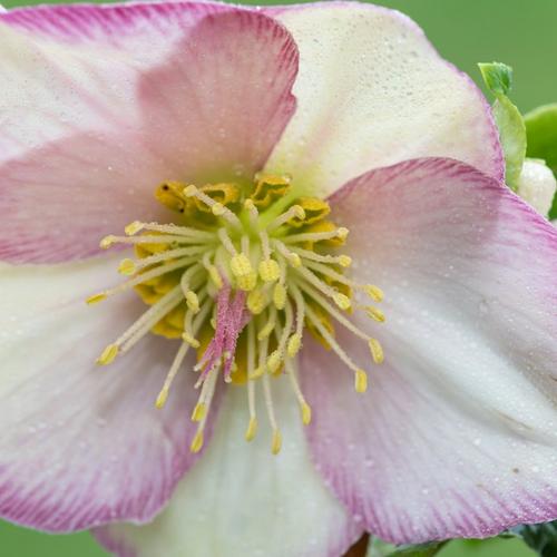 Single_light_pink_hellebore_green_background