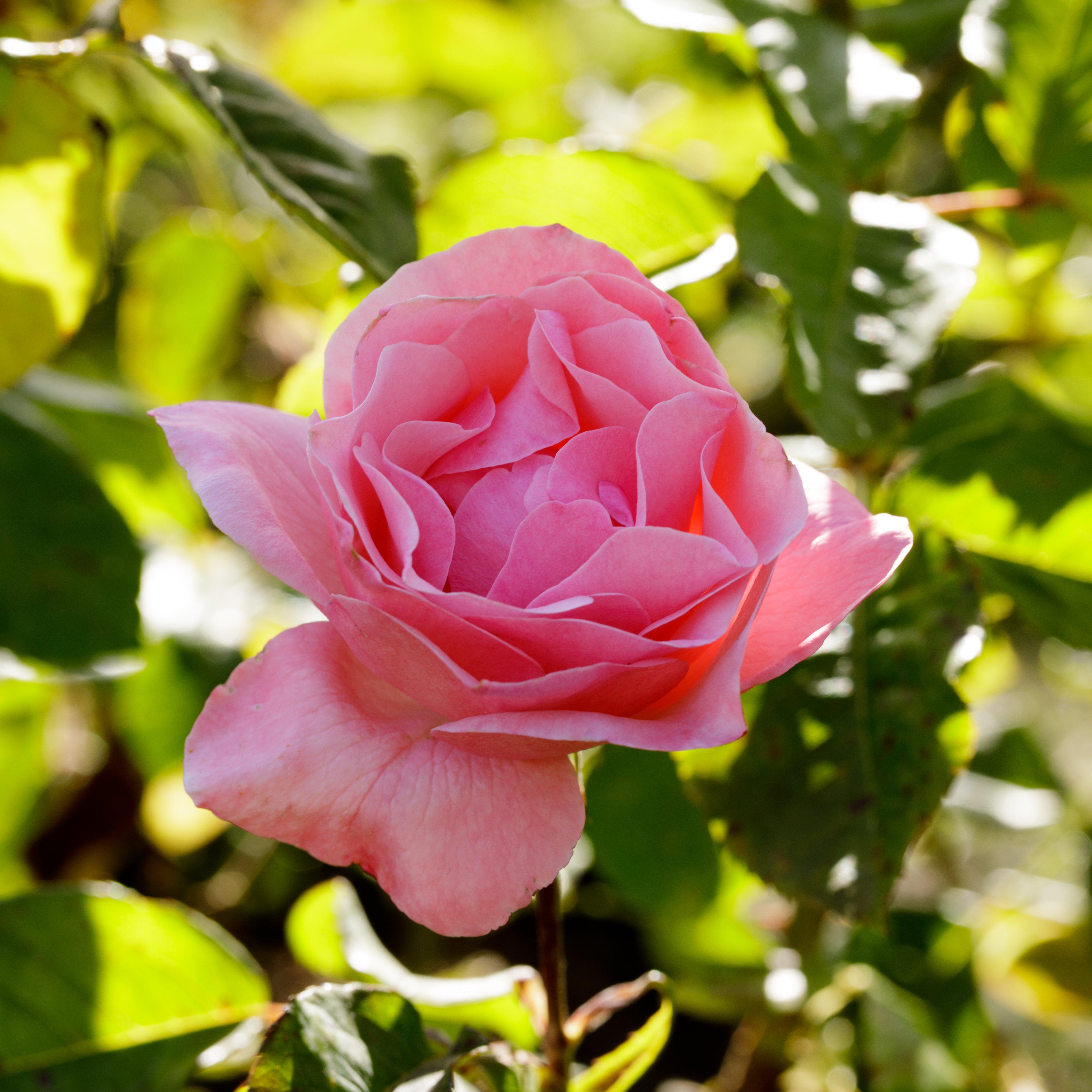 Single_pink_rose