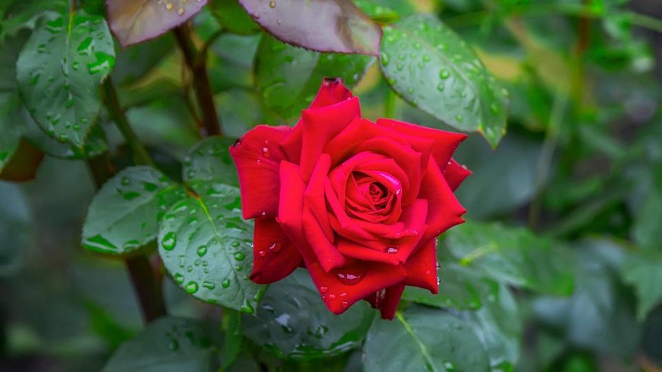 Single_red_rose_with_leaves
