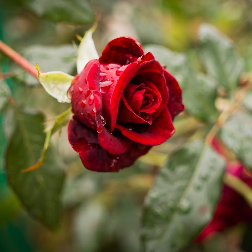 Single_red_rose_with_raindrops