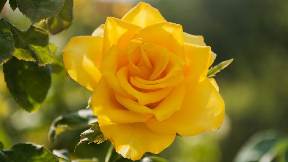 Single_yellow_rose_in_sunshine