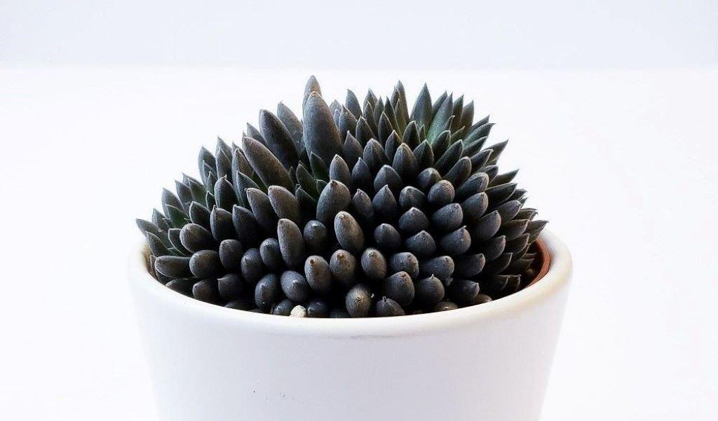 Sinocrassula-Yunnanensis-succulent-plant