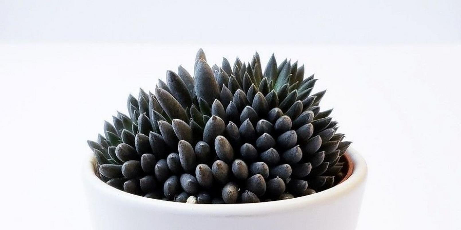 Sinocrassula-Yunnanensis