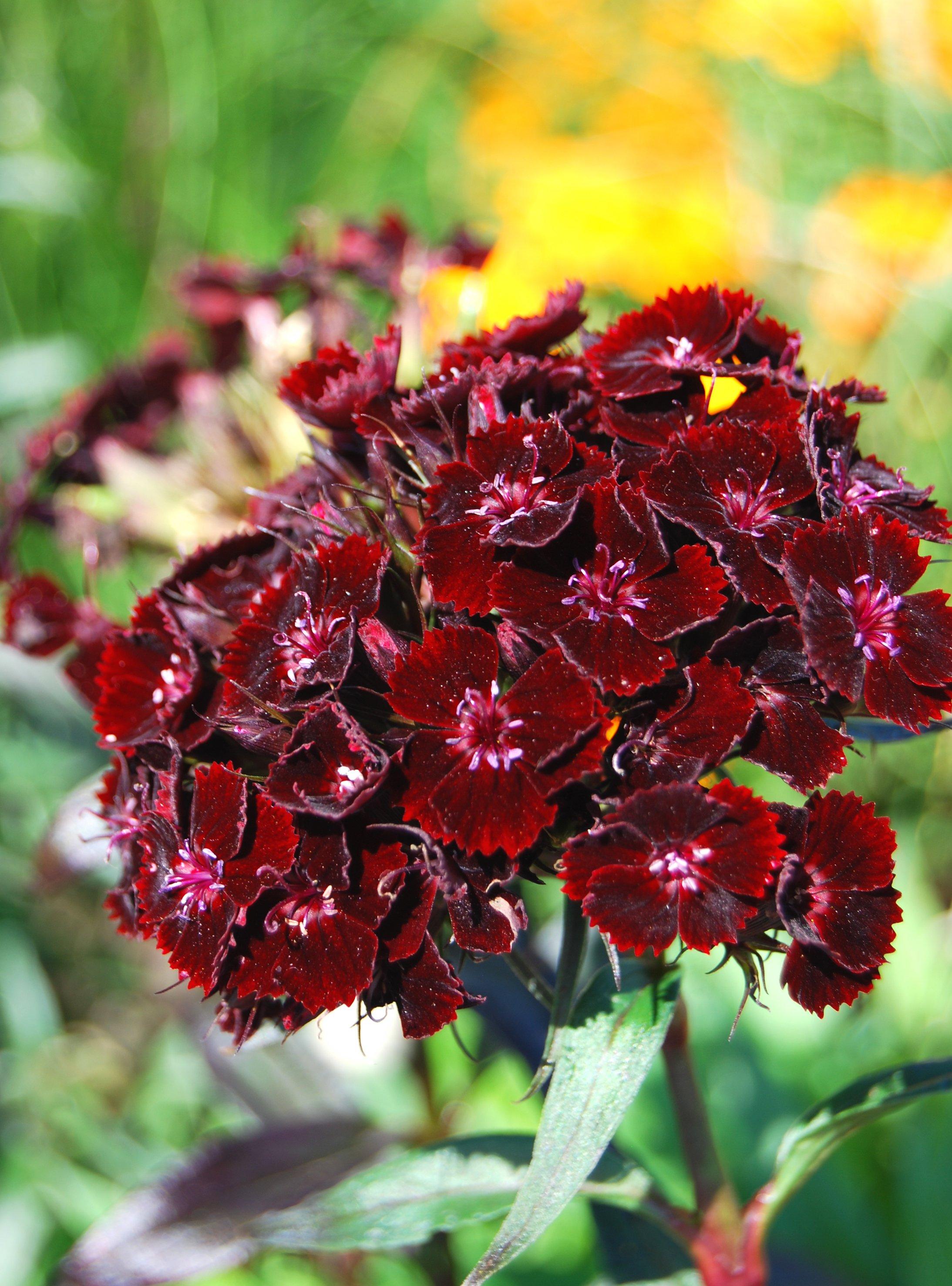 Sooty-Sweet-William-maroon