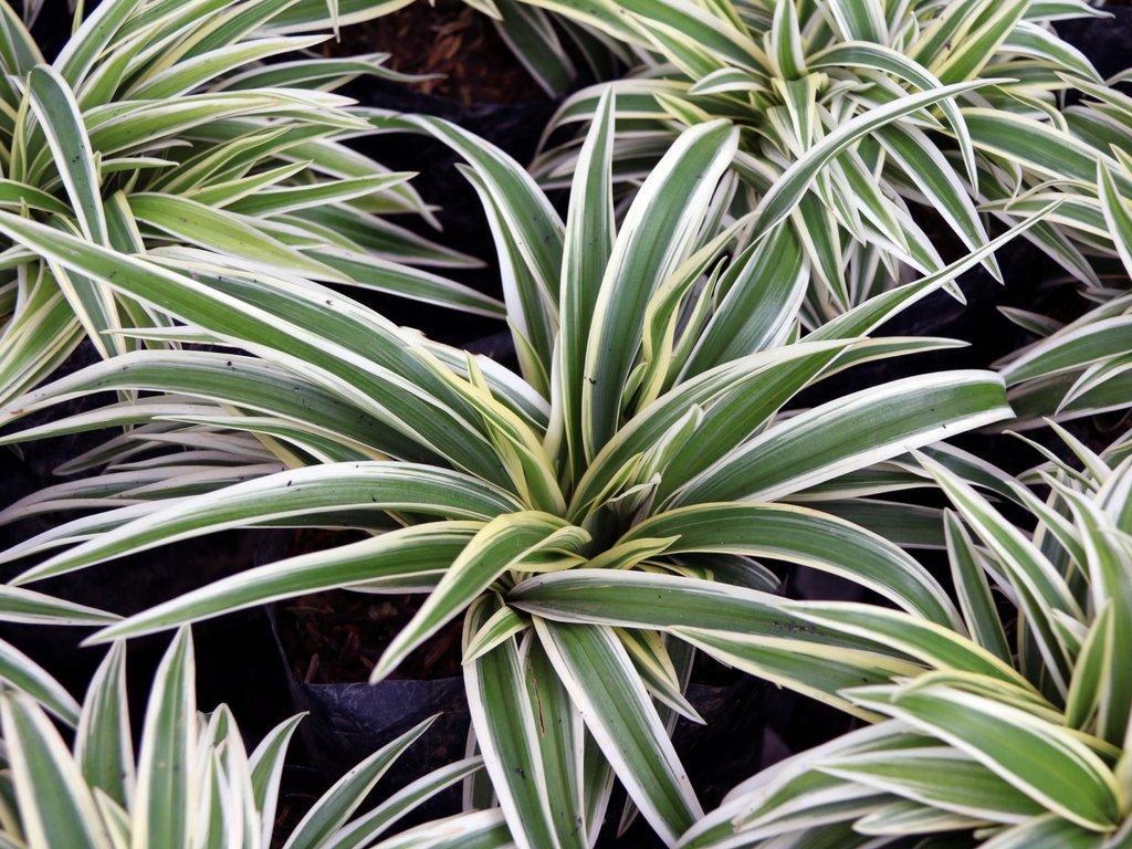 Spider-plants-health-benefits