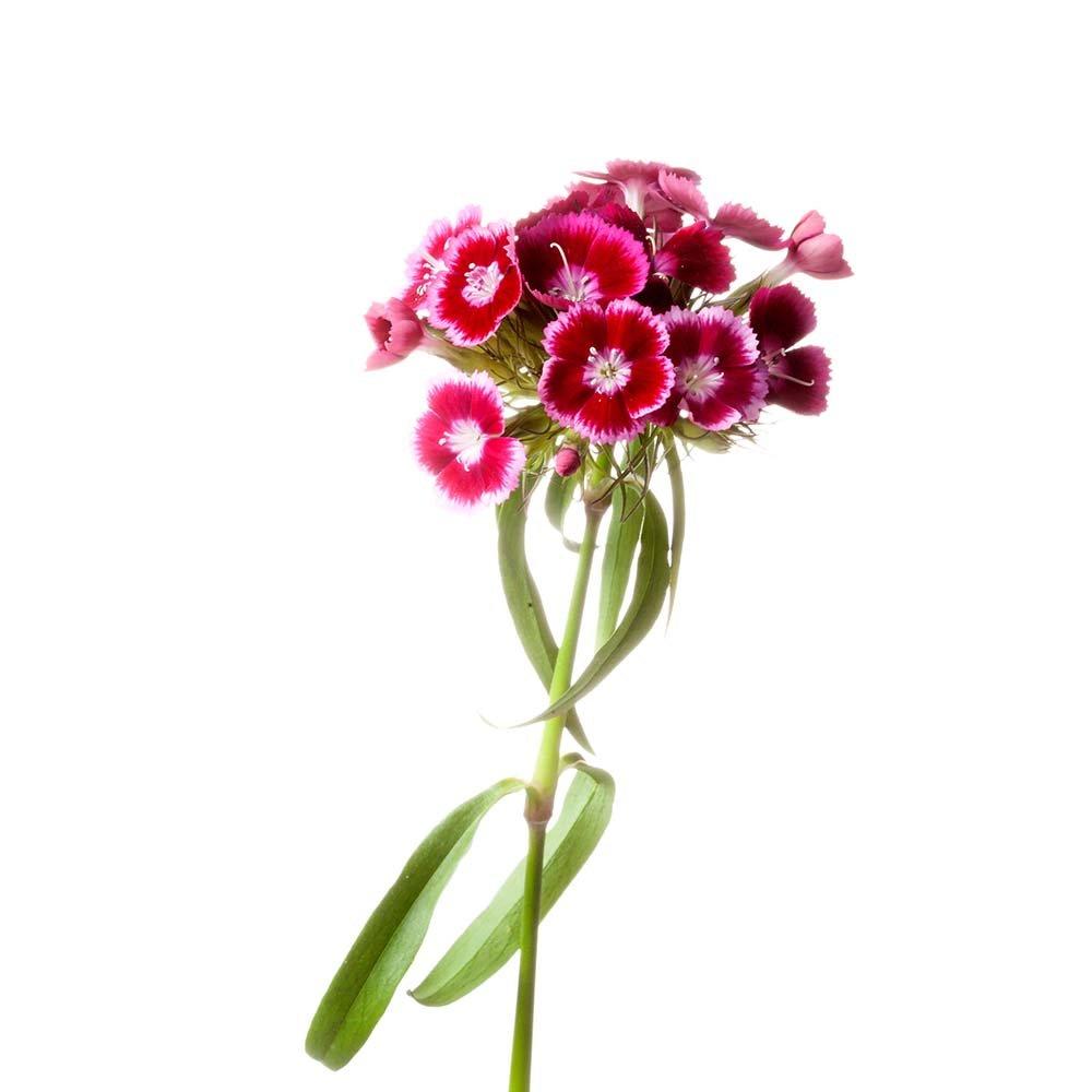 Sweet-William-red-flowers