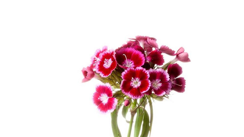 Sweet-William-red-flowers