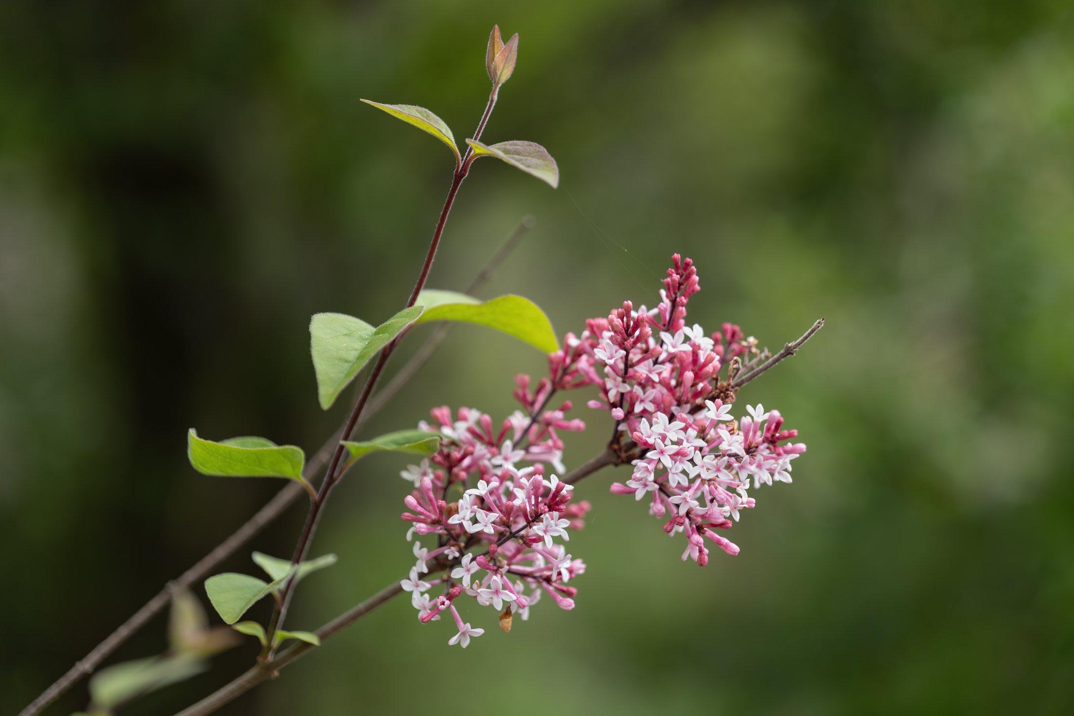 Syringa-Microphylla-Superb-lilac
