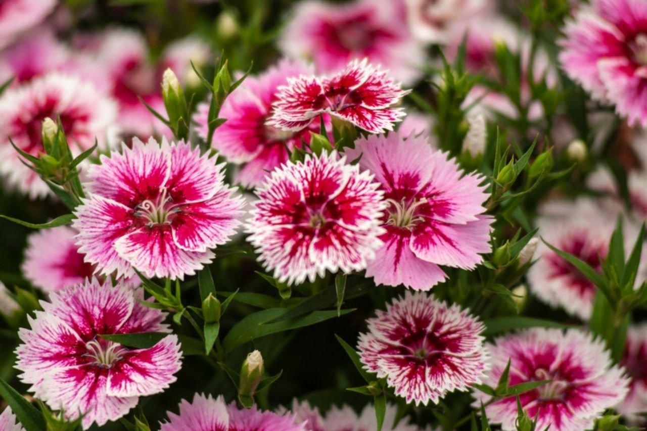 Untitled design (80)_1