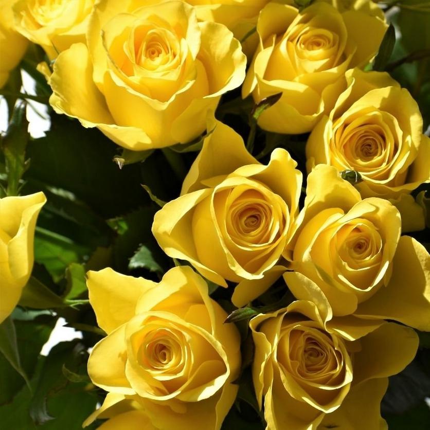 Untitled-design-92-yellow-rose