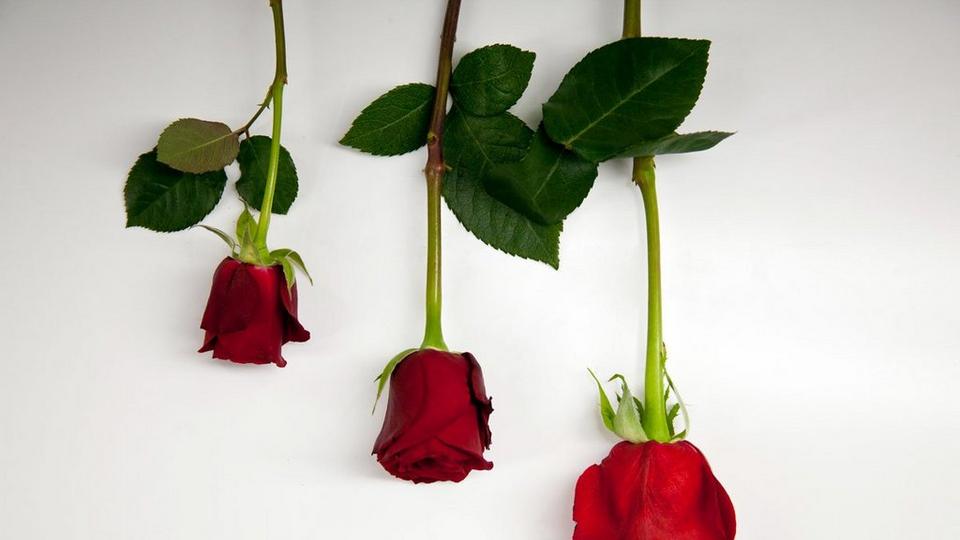 Valentines rose size difference