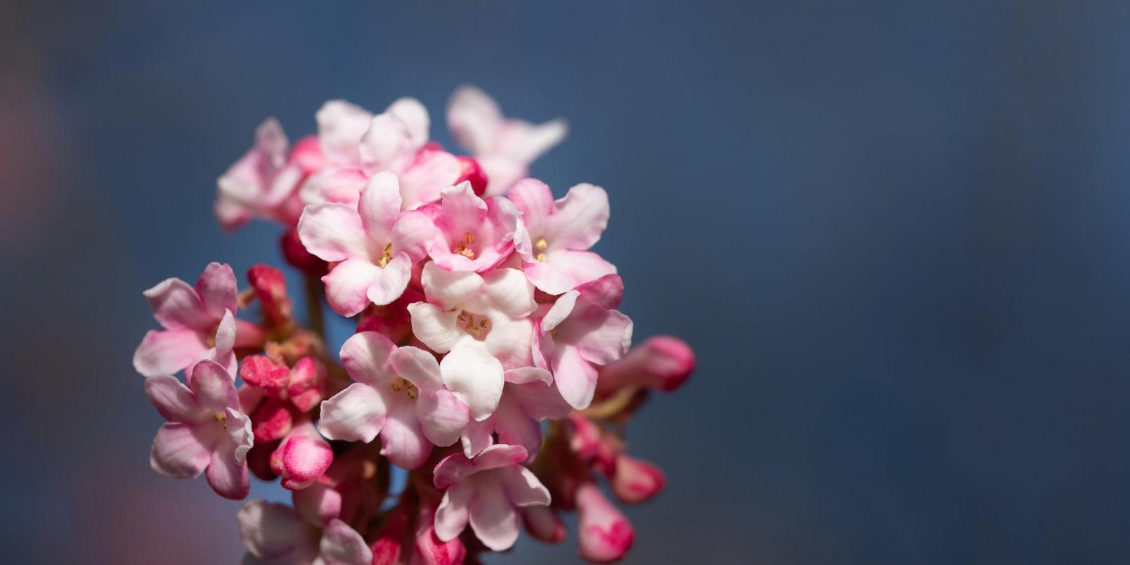 Viburnum-flowers