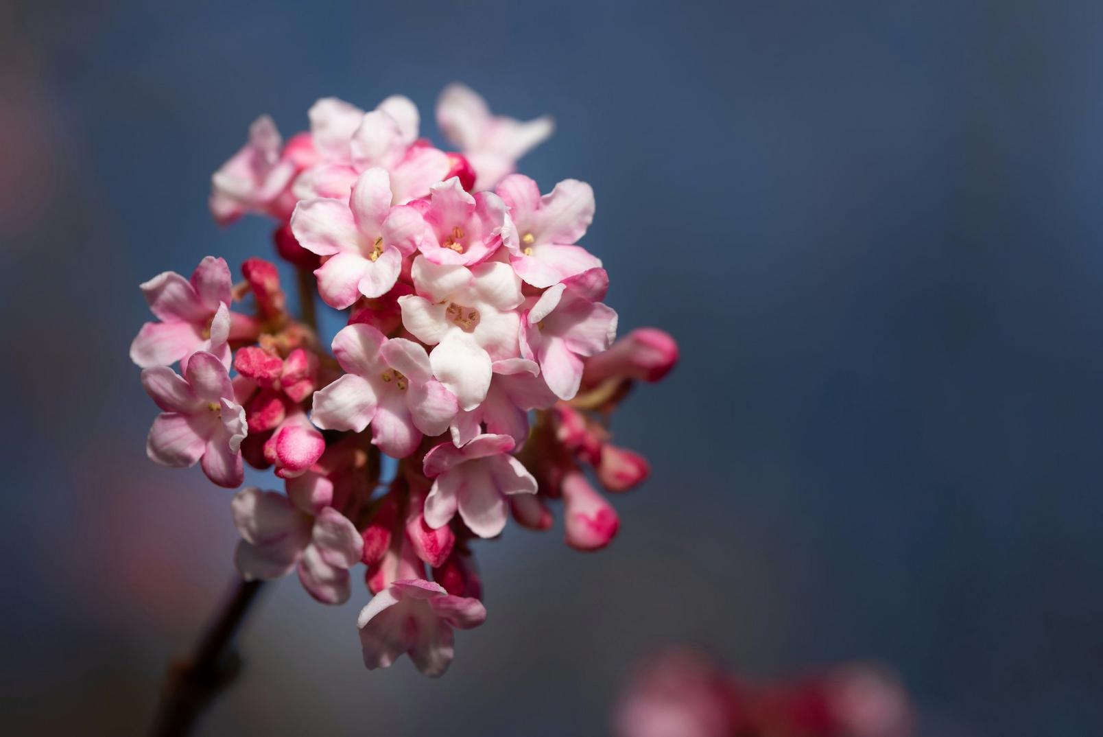 Viburnum-flowers