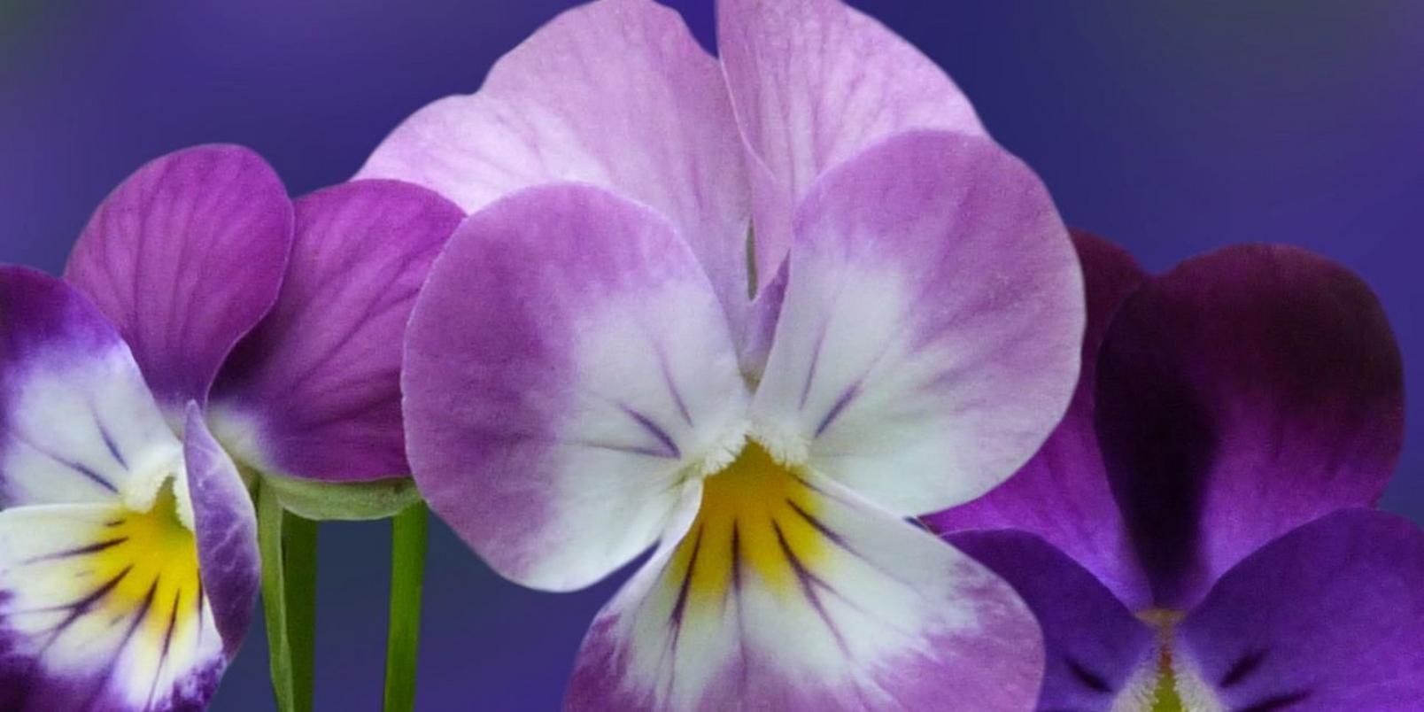 Viola