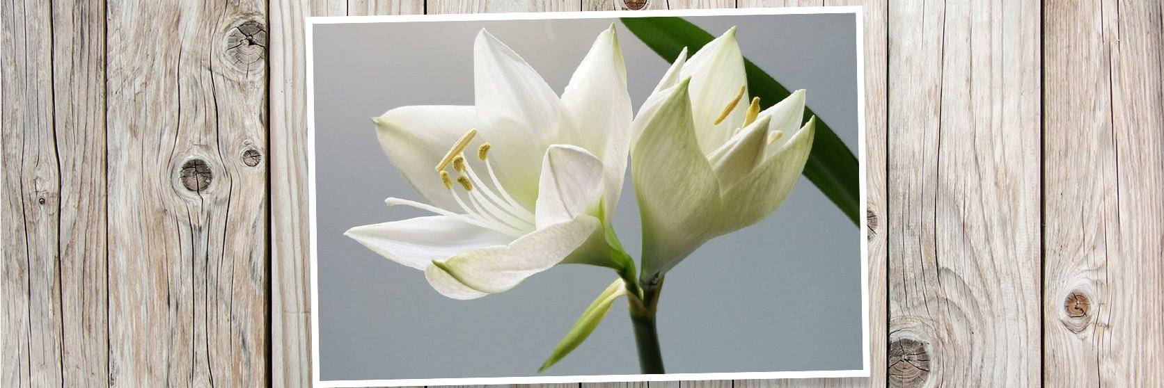 White-amaryllis-PLANK
