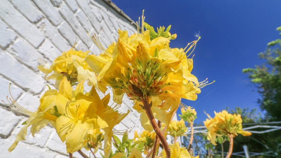 Yellow_azalea_with_a_white_wall