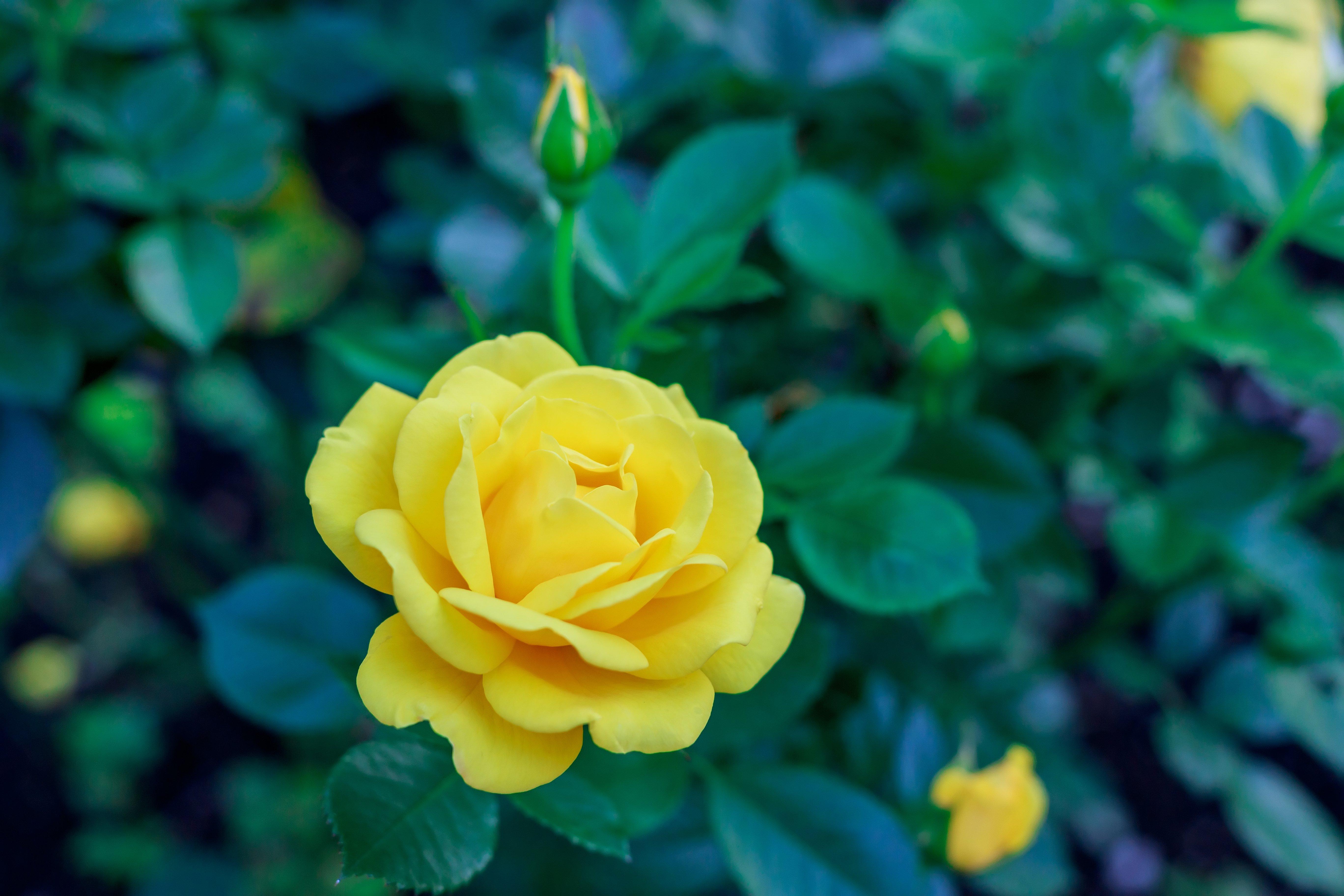 Yellow_rose_with_buds