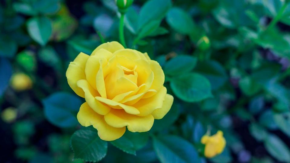Yellow_rose_with_buds