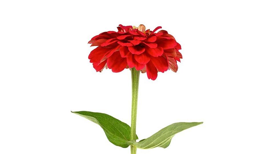 Zinnia-red-flower-single