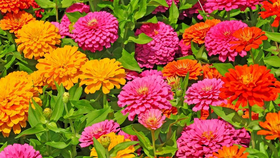 Zinnia