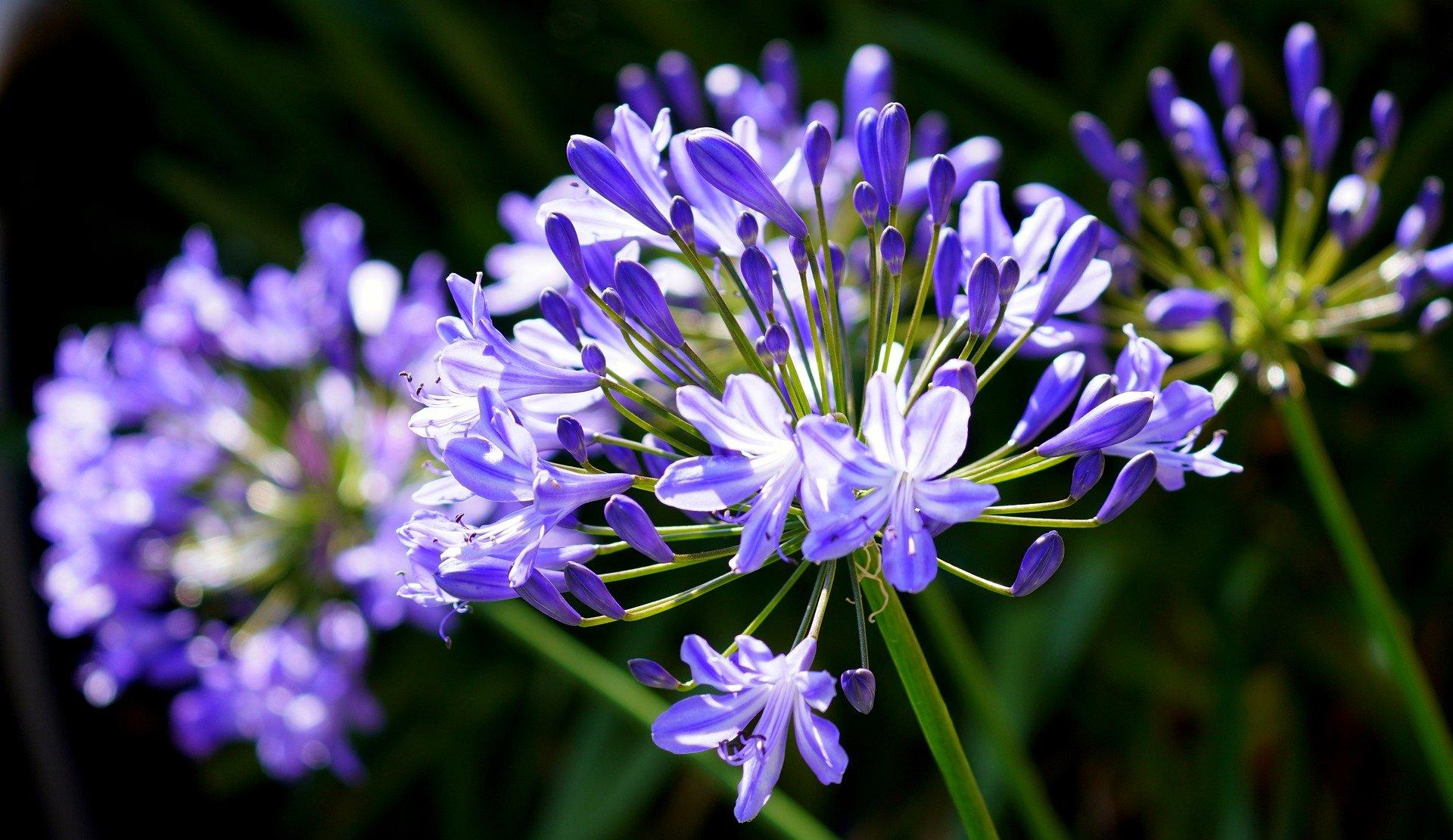 agapanthus-5426702_1920