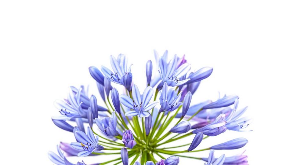 agapanthus-blue-flower-single