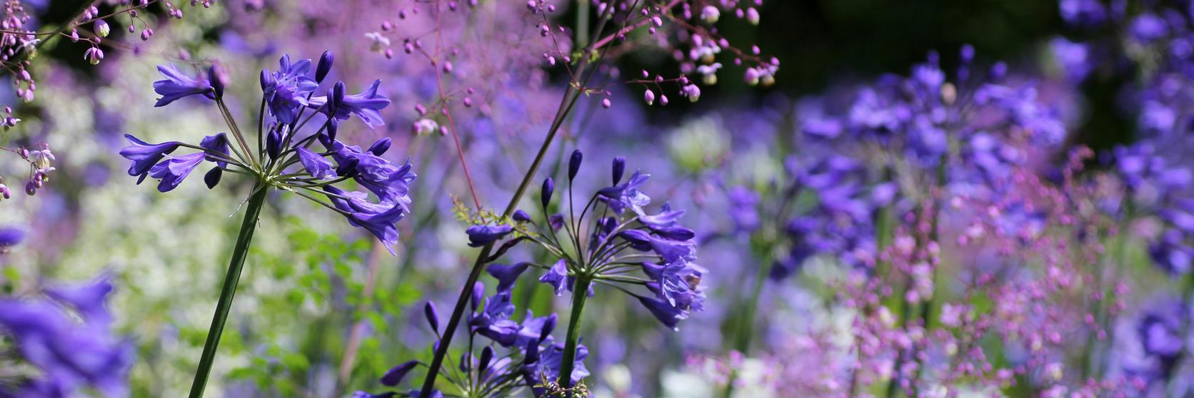 agapanthus-flowers-in-purple