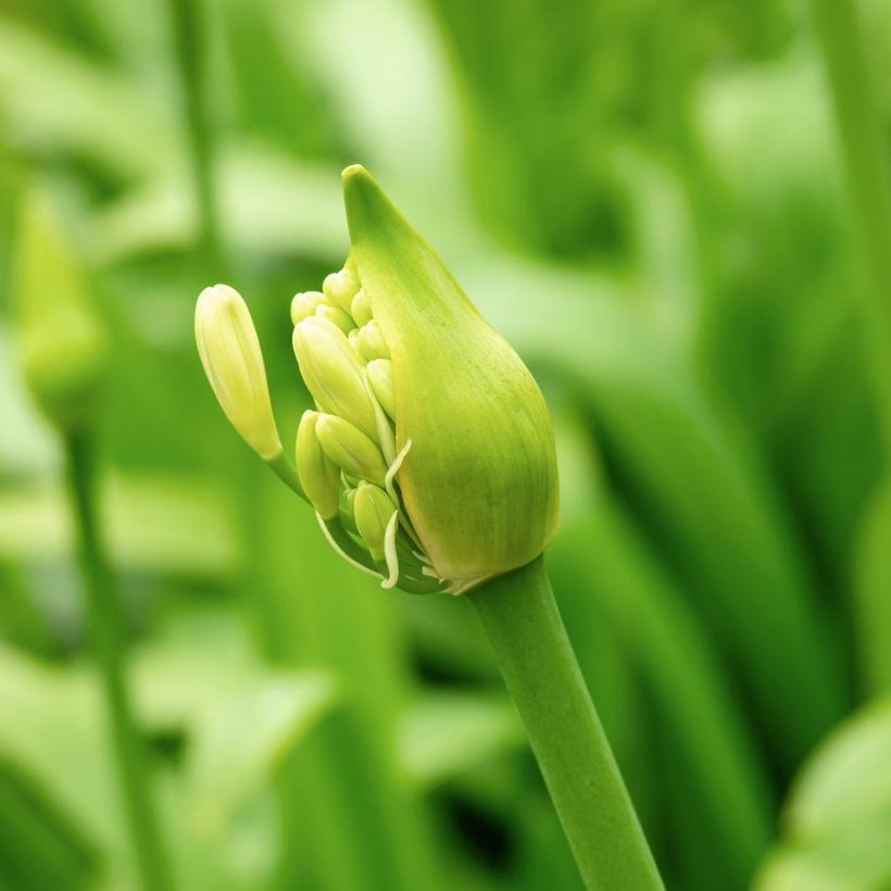 agapanthus-in-bud