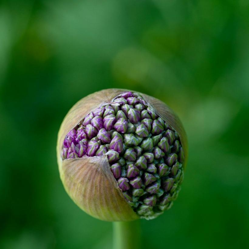 allium-in-bud
