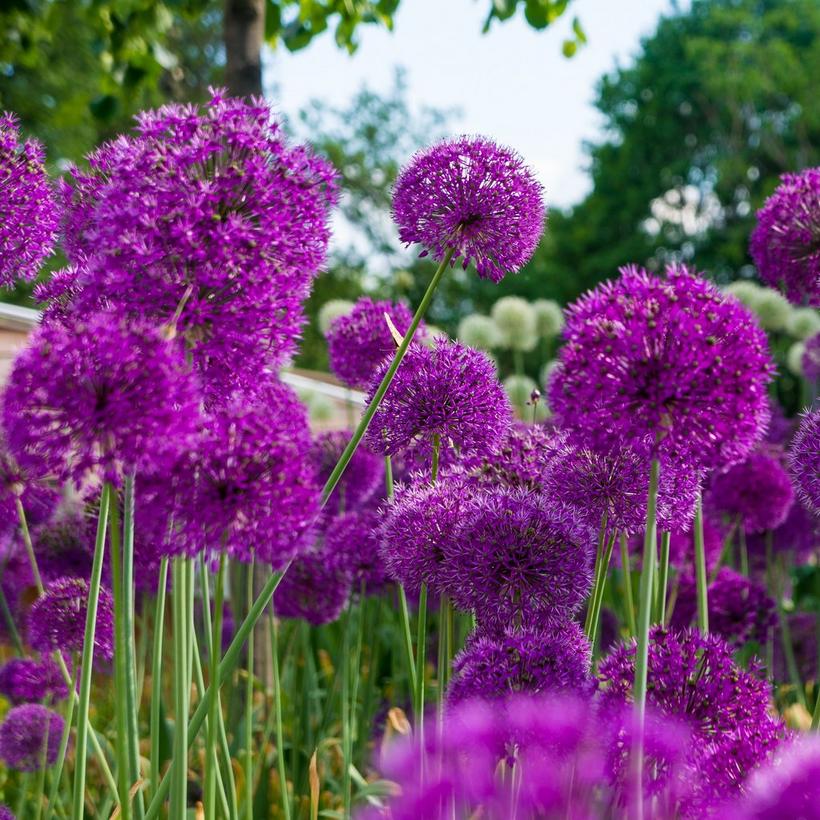 allium-purple-flowers