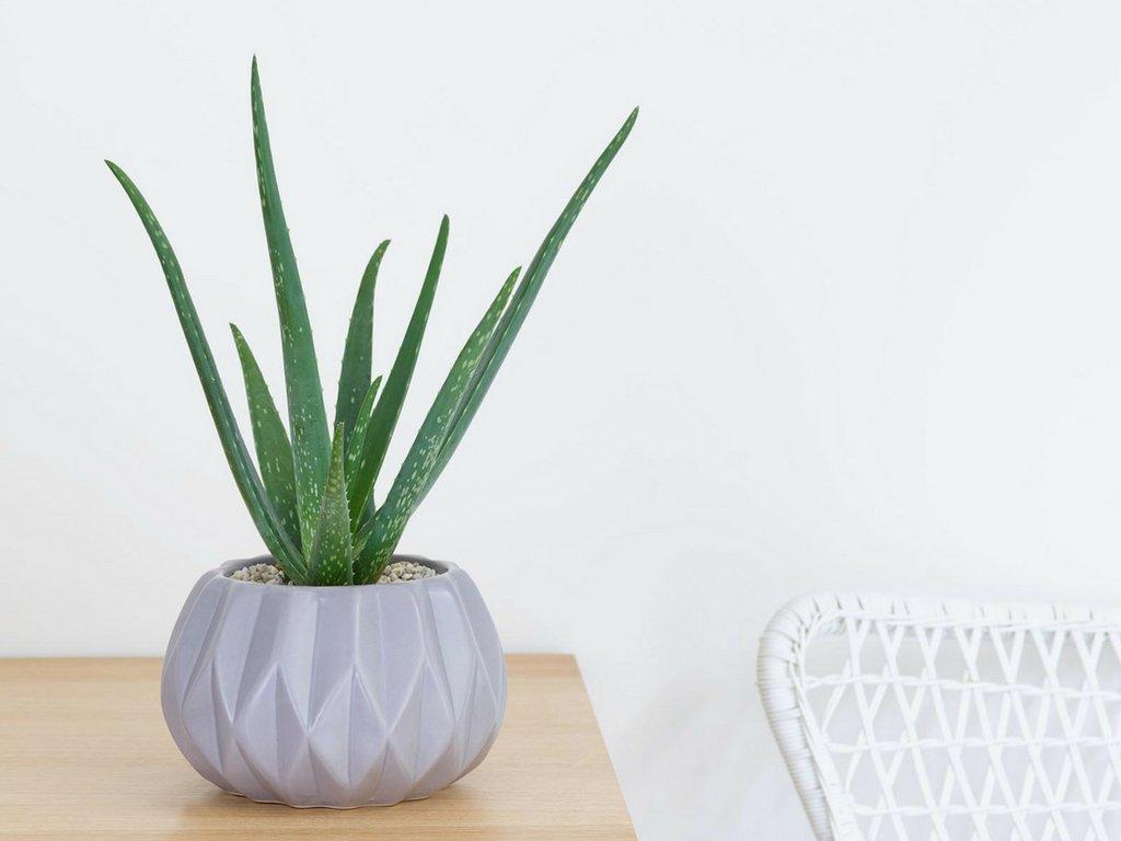 aloe-vera-succulent-plant