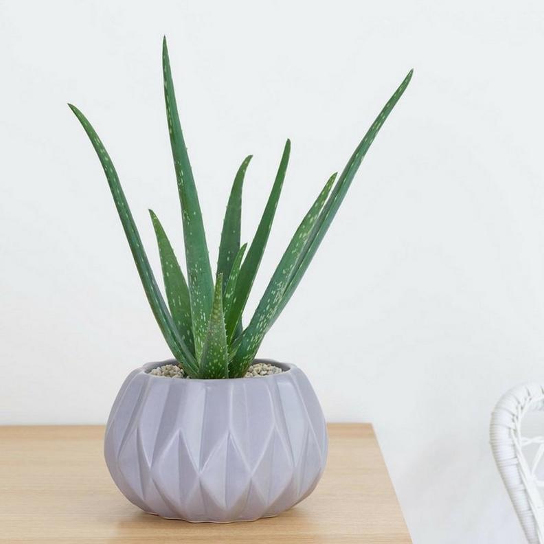 aloe-vera-succulent-plantv2