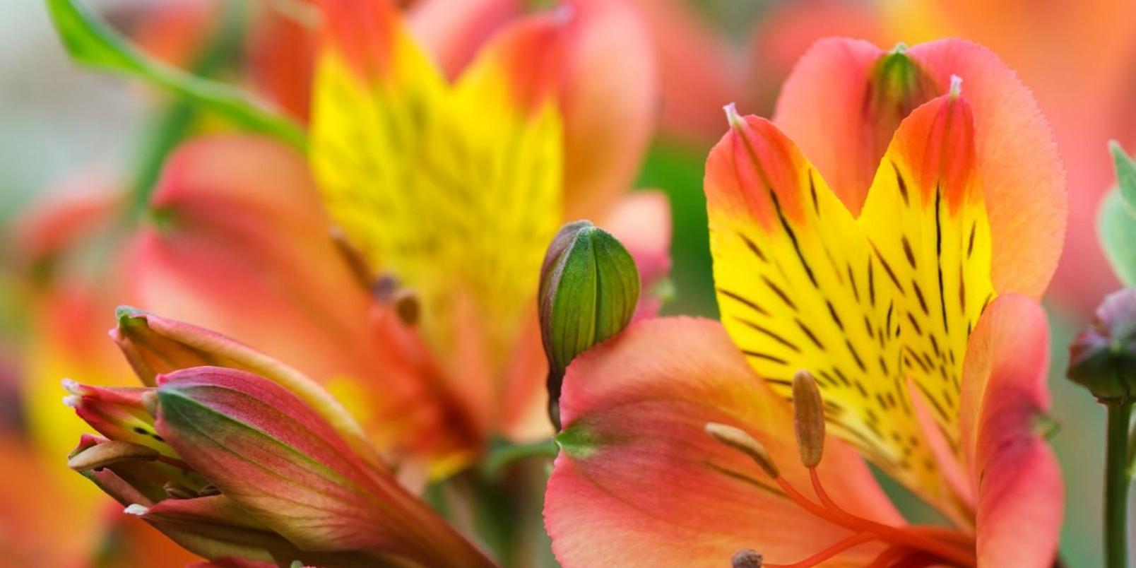 alstromeria-orange-yellow-flowers