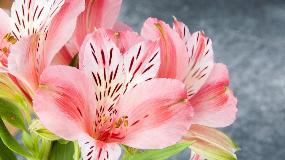 alstromeria-pink-flower-single