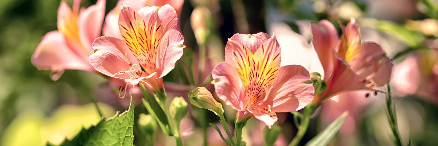 alstromeria-pink-flower