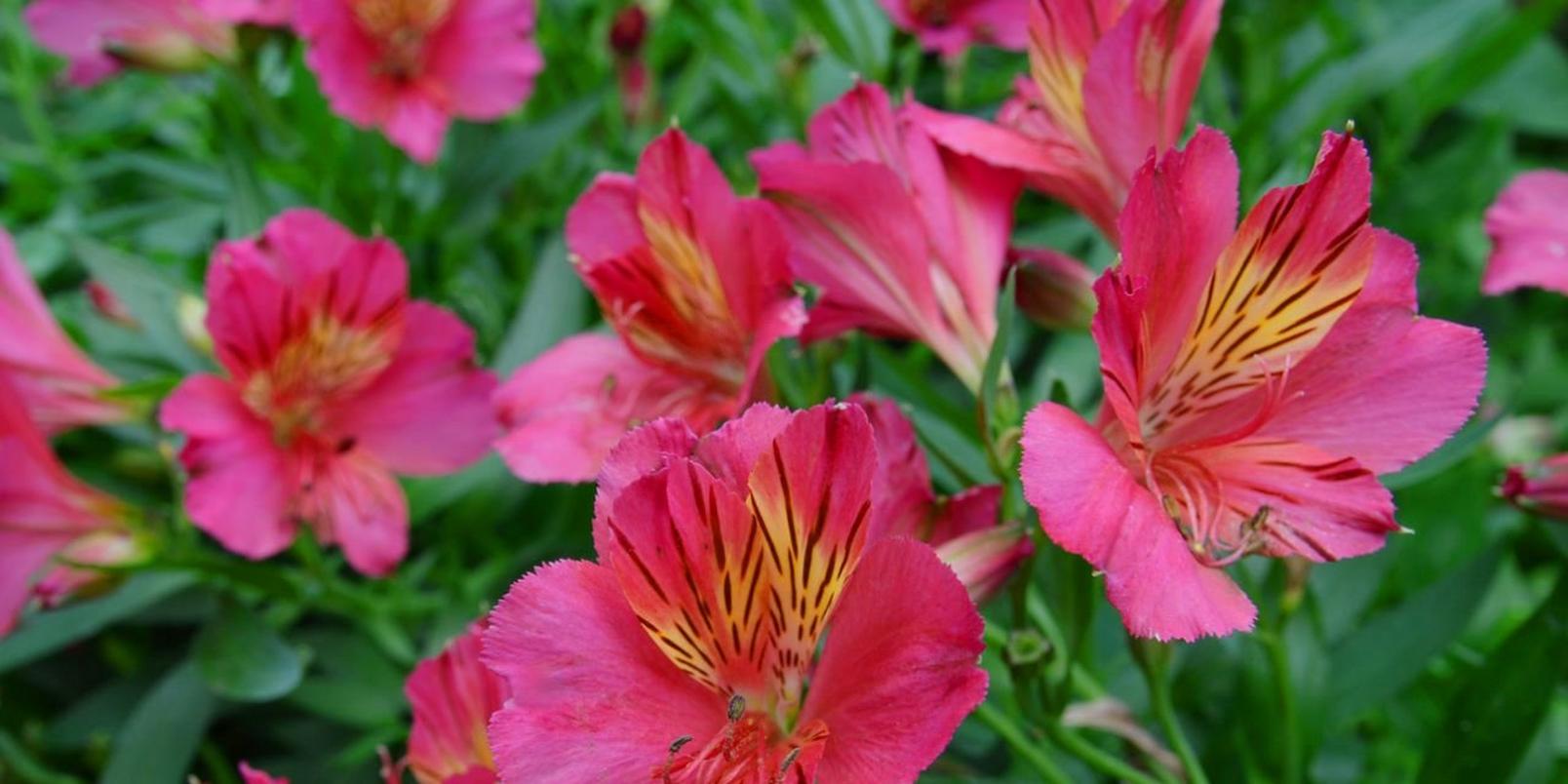 alstromeria-pink-flowers-field