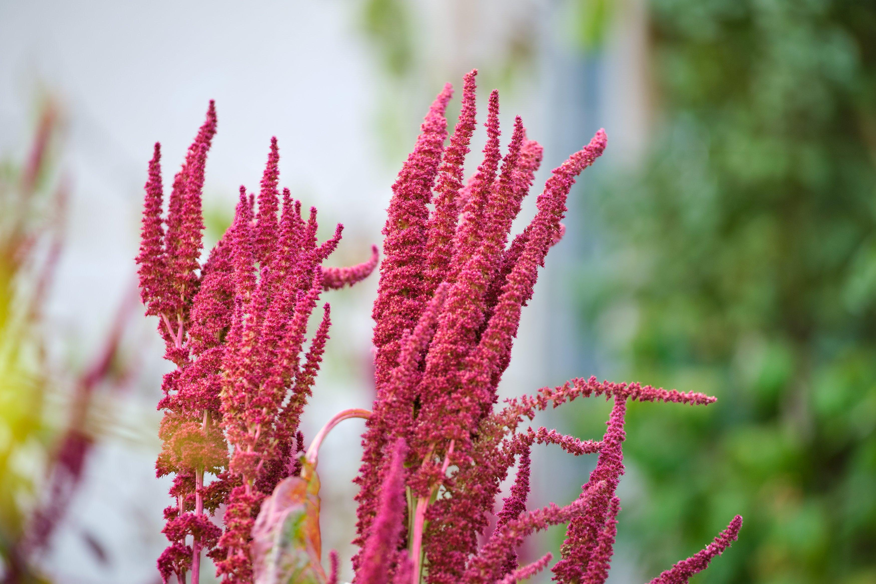amaranthus-red-flowers