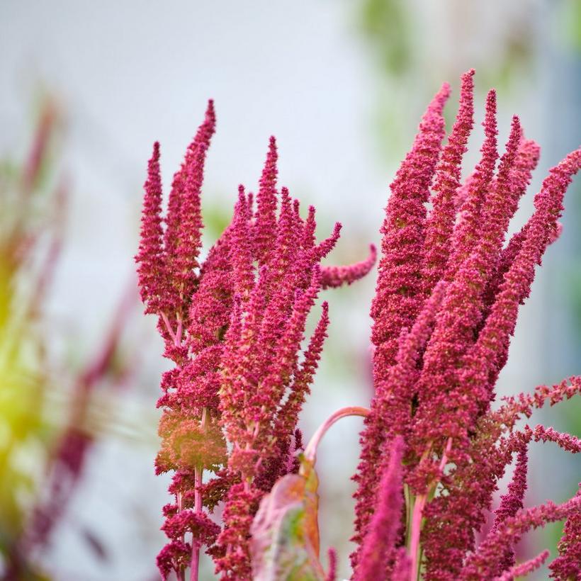 amaranthus-red-flowers