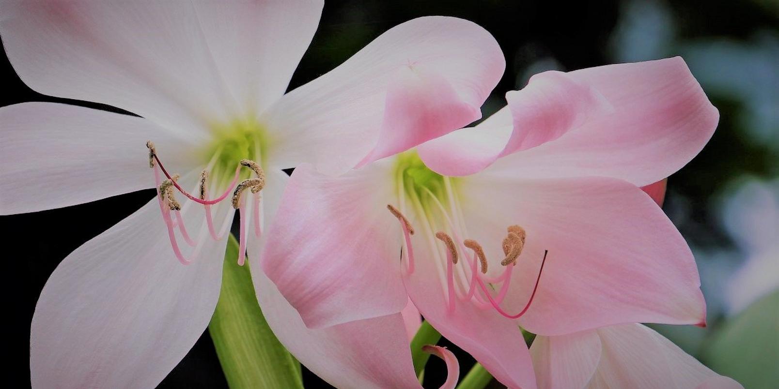 amaryllis-pink-white-flowers