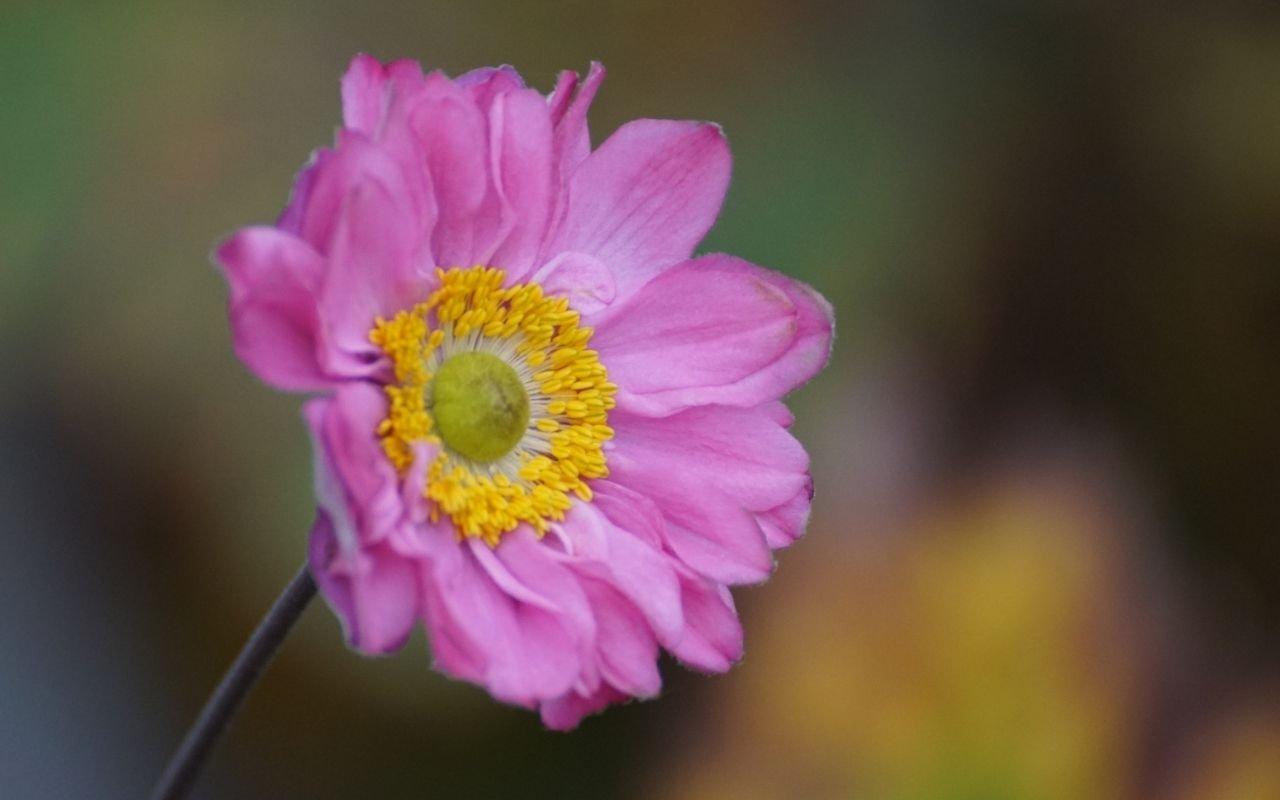 anemone-pink-single-flower