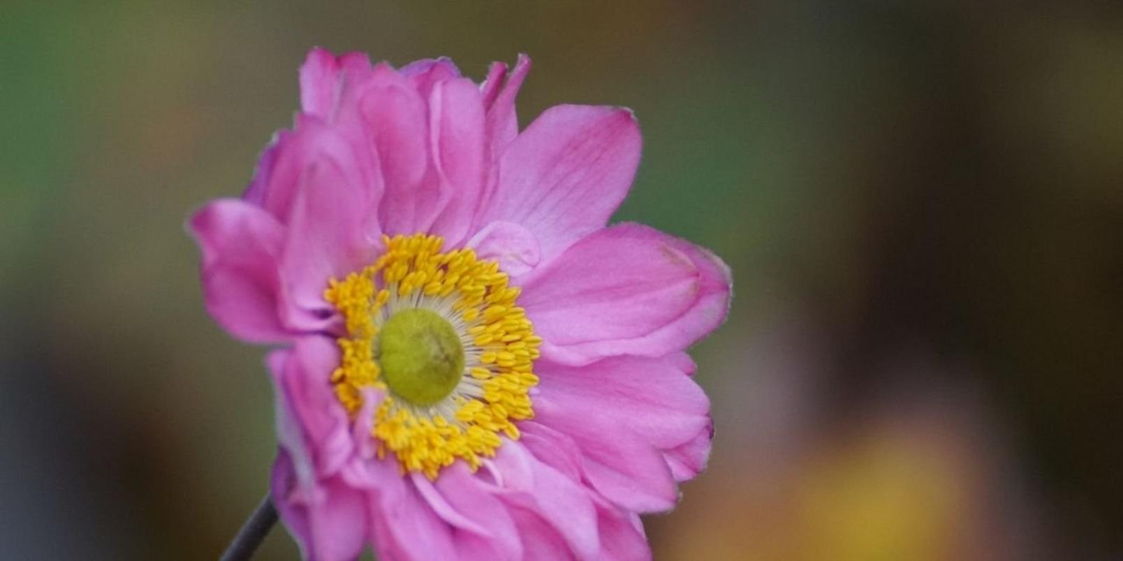 anemone-pink-single-flower