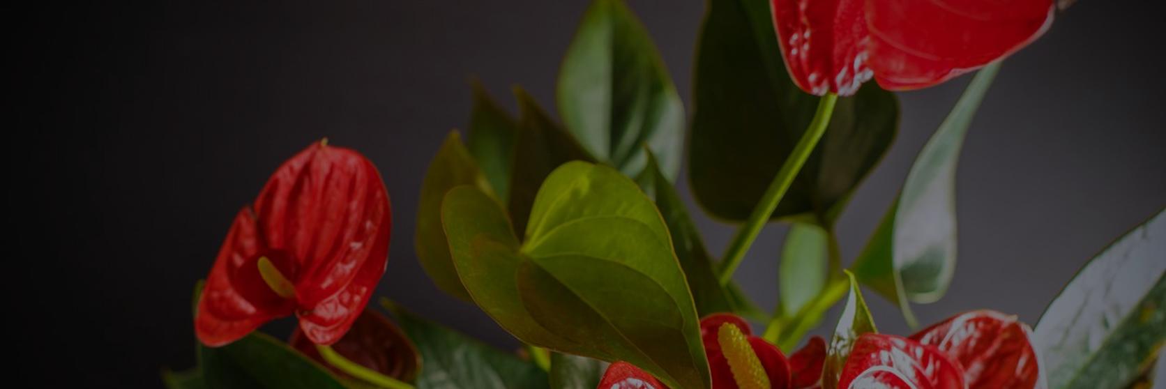 anthurium-red-flowers-plant