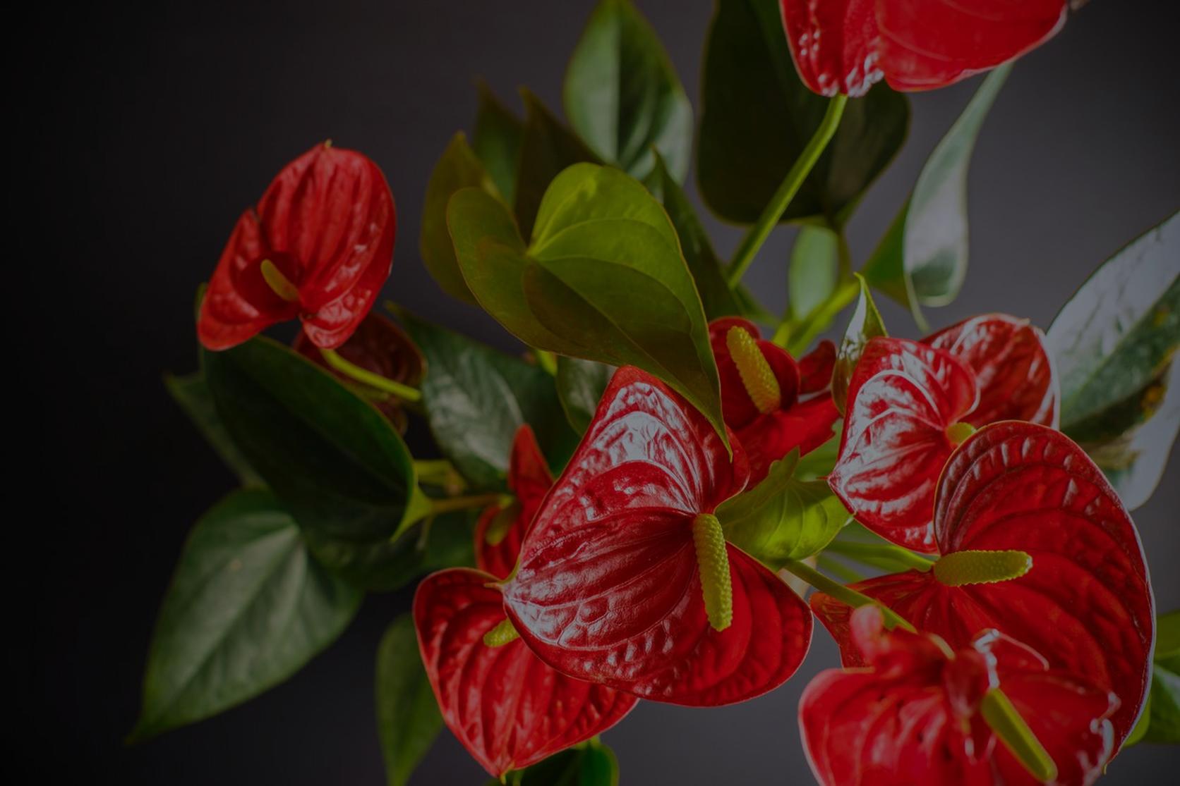 anthurium-red-flowers-plant