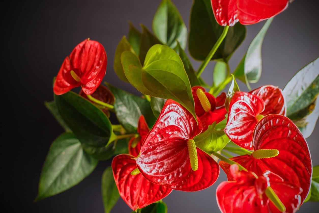 anthurium2