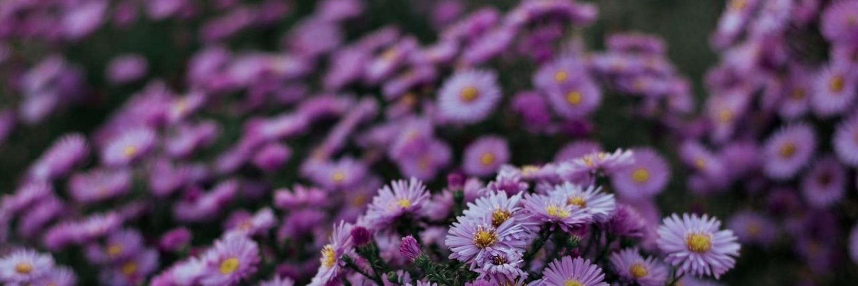 aster-purple-flowers-