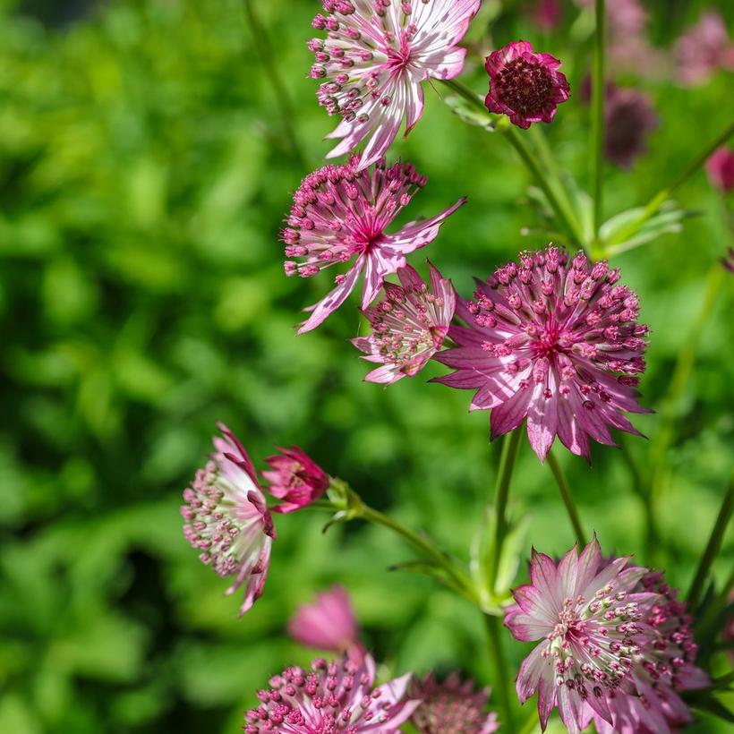 astrantia-flowers