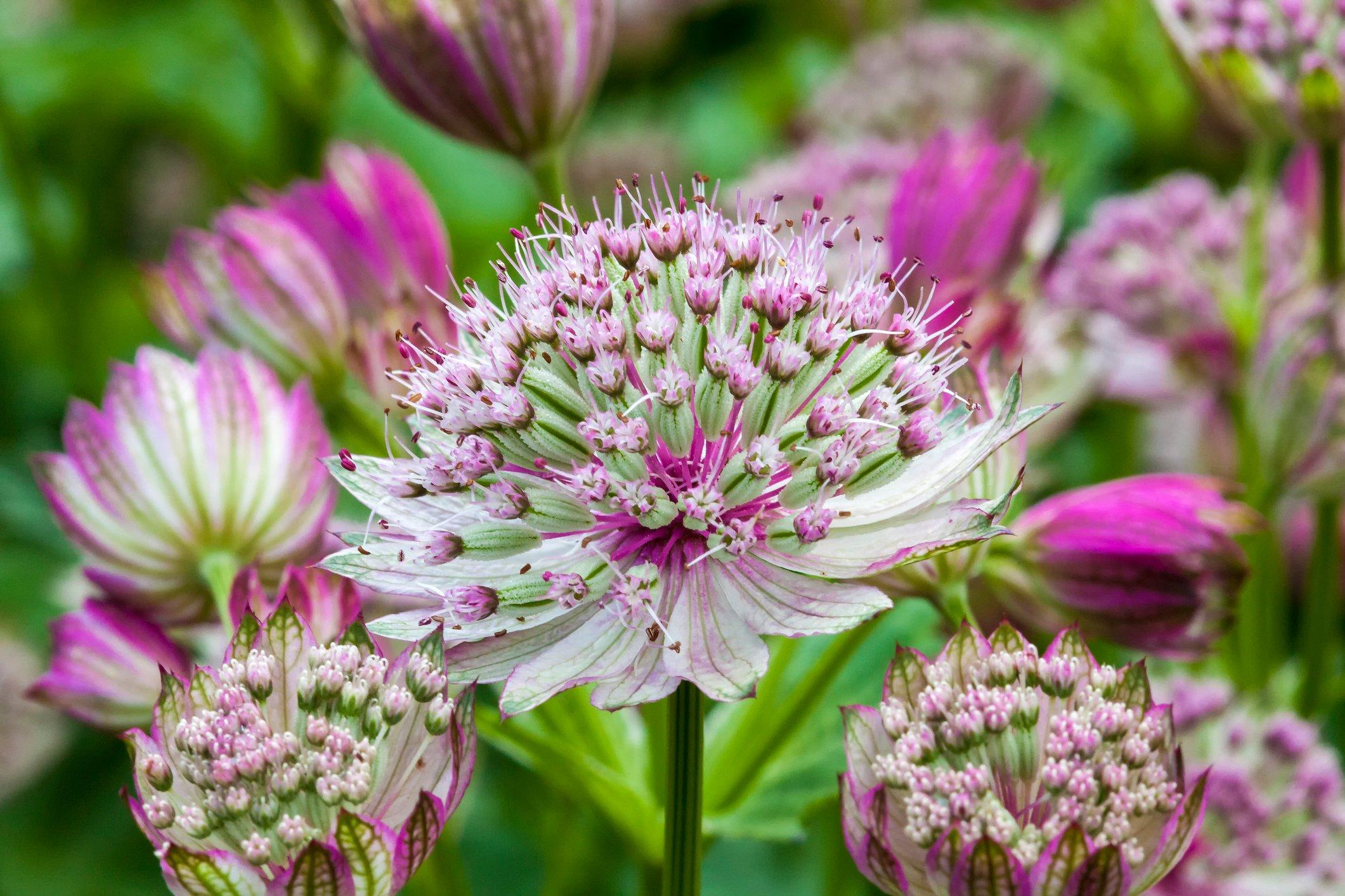 astrantia-major-pink